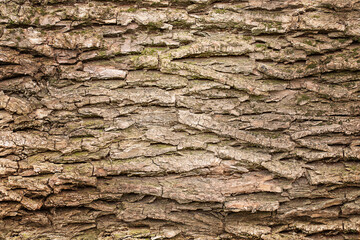 Wooden aged texture background. Tree trunk.