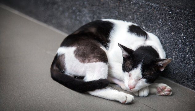 stray cat on cement wall