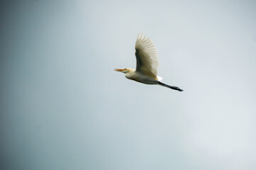 egrets are flying against the sky background