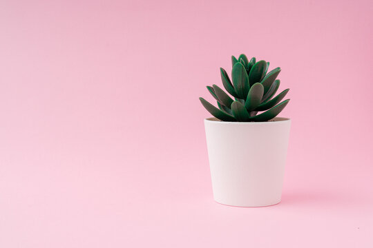The Pachyphytum Compactum plant in a white vase on light pink background with a copy space.