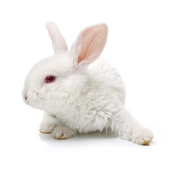 Cute white baby rabbit on white background