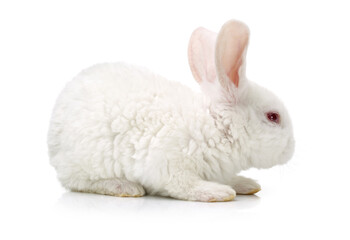 Cute white baby rabbit on white background