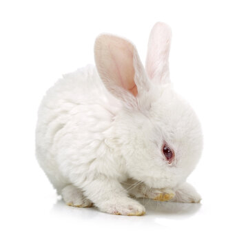 Cute white baby rabbit on white background