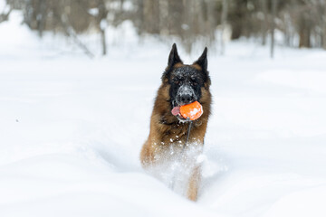 The dog plays ball in deep snow. Happy German Shepherd