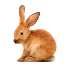 Obraz premium brown bunny rabbits isolated on white background