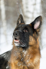winter portrait of a German Shepherd close-up