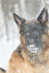 The silhouette of a German Shepherd in a snow shroud