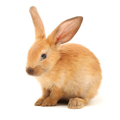 brown bunny rabbits isolated on white background