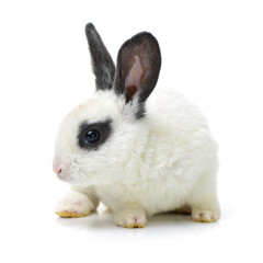 Cute white baby rabbit on white background