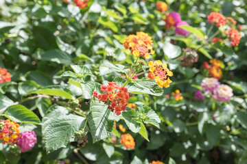 Botanical Garden of Catania Sicily