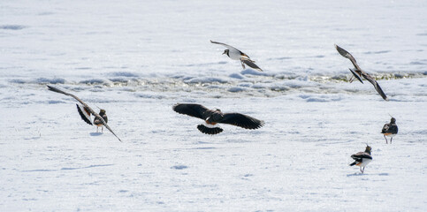 lapwings in winter landscape