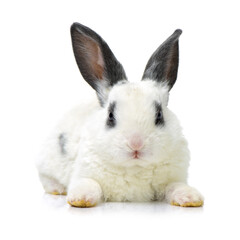 Cute white baby rabbit on white background