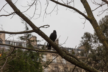 Crow on branch in winter