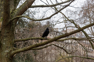 Crow on branch in winter