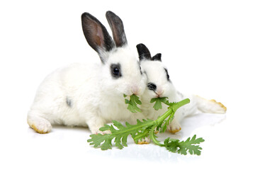 Cute white baby rabbit on white background