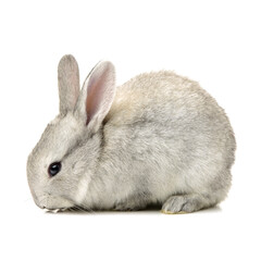 grey rabbit on a white background