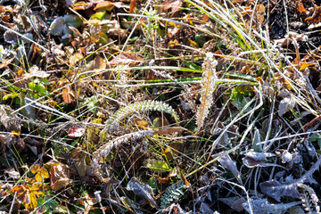 Forest grass and dry leaves covered with frost. Sunrise in the autumn forest