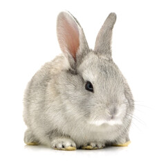 grey rabbit on a white background