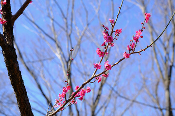 【東京】府中市郷土の森博物館の梅（春）