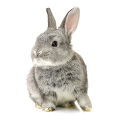 grey rabbit on a white background