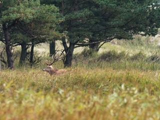 Brunftzeit bei den Rothirschen, Cervus elaphus