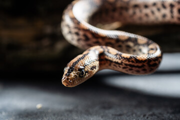 Little smooth snake Coronella austriaca