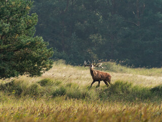 Brunftzeit bei den Rothirschen, Cervus elaphus