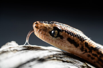 Grass snake adult moving his tongue