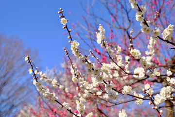 【東京】府中市郷土の森博物館の梅（春）