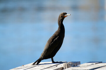 Cape cormorant at Lambertsbaai bird Island in South Africa