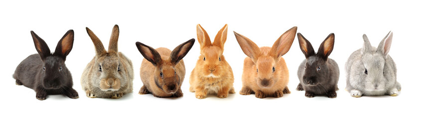 Obraz premium brown bunny rabbits isolated on white background