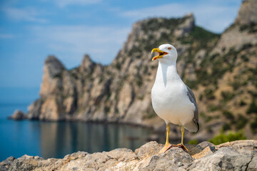 Seagull standing with a funny face looking