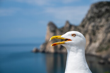 Seagull standing with a funny face looking