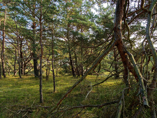 Landschaft mit Dünen und Strandseen am Darßer Ort, Nationalpark Vorpommersche Boddenlandschaft, Mecklenburg Vorpommern, Deutschland