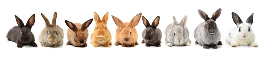 rabbits isolated on white background