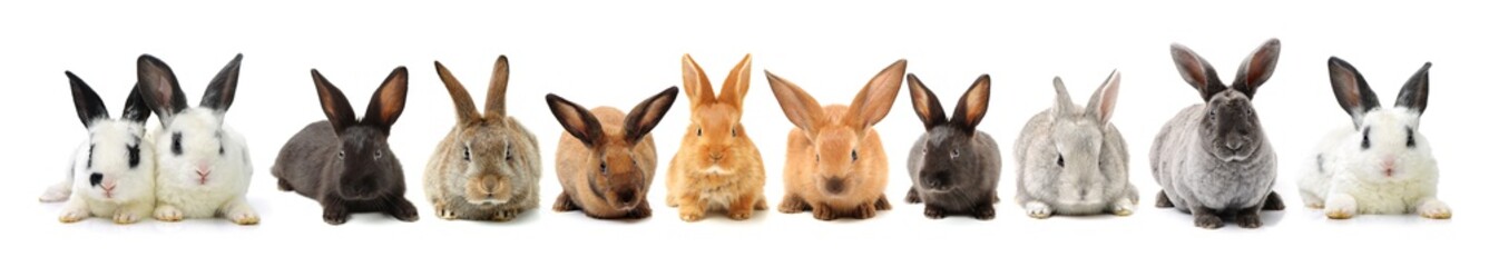 brown bunny rabbits isolated on white background