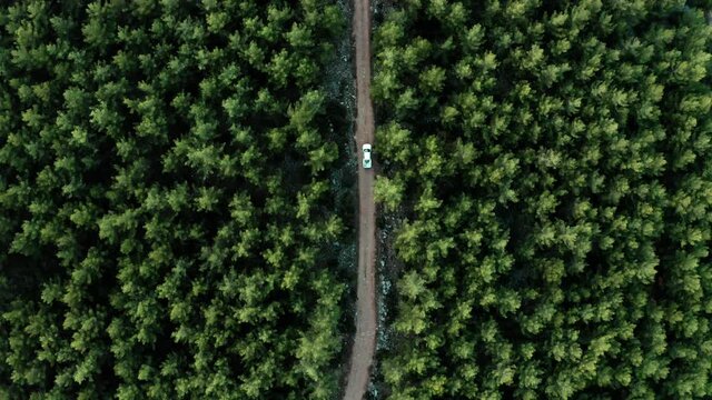 Aerial top down 4k view of white car driving on dirty road in forest in the evening at twilight. Cinematic drone shot flying over gravel road in pine tree forest