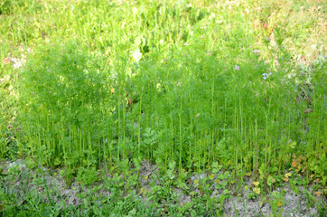 bunch the ripe green coriander plant growing in the farm.