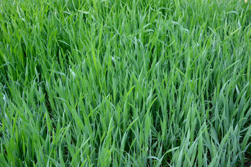 Obraz premium bunch the green ripe grain plant growing in the farm.