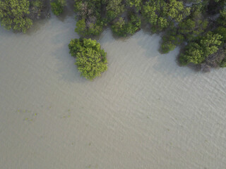 Top view of Mangrove forest with green mangrove trees, there is a place to put text below the picture.