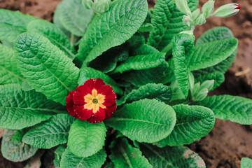 Primrose (primula vulgaris) blossom. Red and yellow flower. Natural floral spring background.