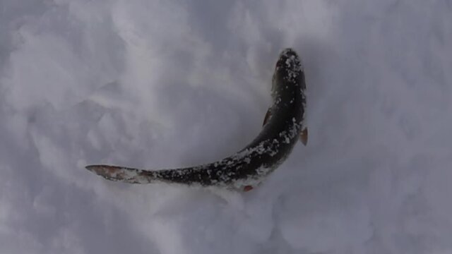 Ice fishing. Caught European roach; dace beats on snow-covered ice. Super slow motion 1000 fps.
