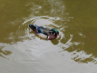 (Aix sponsa) Canard carolin ou canard branchu mâle barbotant dans les eaux calmes d'un étang