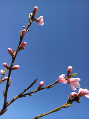 Blossom in spring. Branches of a cherry tree on blue sky.