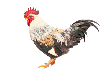 rooster standing on white background.