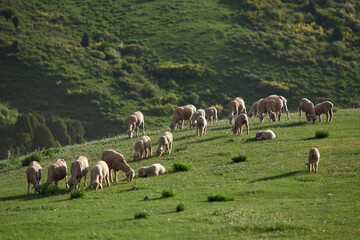 Obraz premium Sheeps grazing in the middle of field in the evening light in the mountains