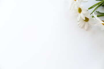 daisies in the corner of the white background