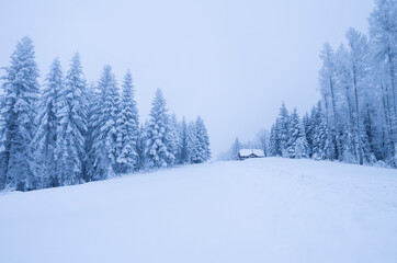 winter forest in the snow