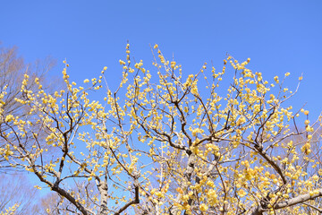 【東京】府中市郷土の森博物館の蝋梅（春）