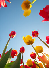 Tulips and clear sunny sky